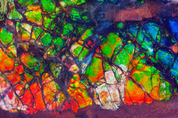 Amazing piece of canadian ammolite fossil closeup macro