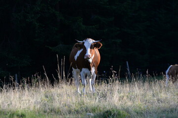 Sommerfrische. Kühe auf der almweide