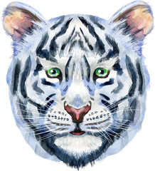 Colorful white tiger. Wild animal watercolor illustration on white background