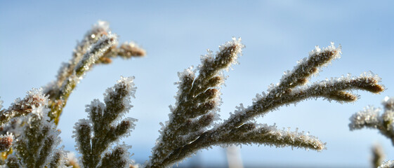 Naklejka premium Nature close up of a frozen snow and hoarfrost on a tree branch and berry