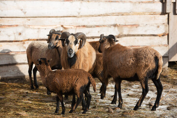 Obraz premium Beautiful ram with horns and a sheep are walking in the flock on the ranch.