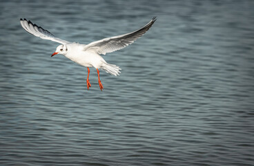 seagull in flight