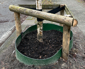 Lower side of a fresh planted new tree on behalf of reforestation and climate adaptation