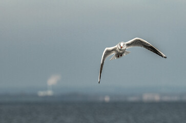 seagull flying over the sea