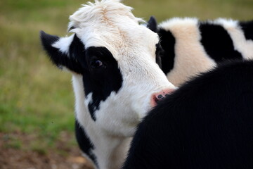 Sommerfrische. K&uuml;he auf der almweide