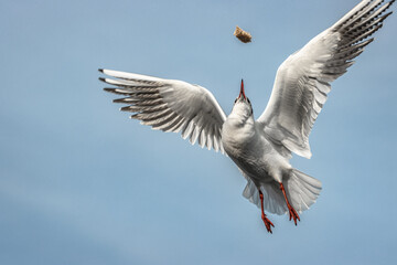 seagull in flight