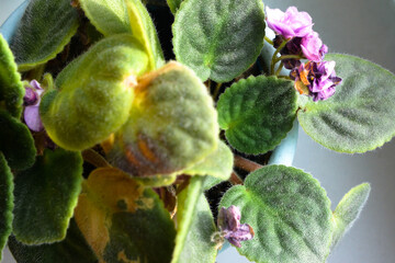 Dried violet flowers and leaves. Indoor