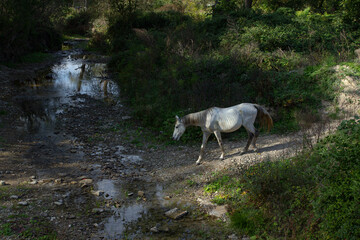 Obraz premium Horse goes to a watering hole in the park