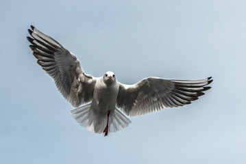 seagull in flight
