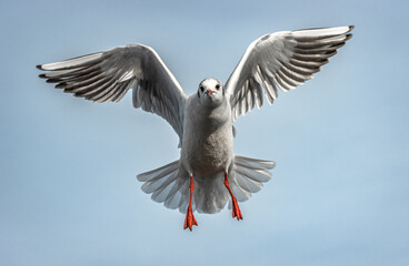 seagull in flight