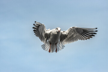 seagull in flight