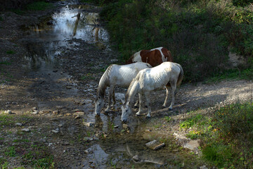 The horses came to drink at the stream in the park