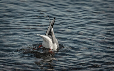 seagull in the water