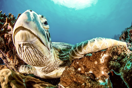 Close-up photo of a turtle