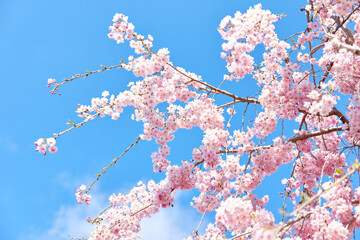 満開の桜と青空