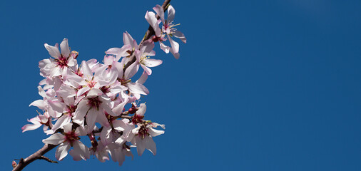 White almond flowers and buds on branch, flowering trees as symbol of coming spring