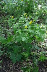 Glistnik, jaskółcze ziele, Chelidonium majus