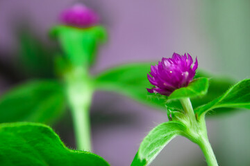 flower in the garden