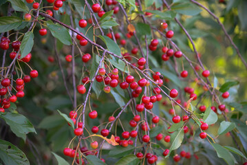 Obraz premium Ripe cherry on a tree