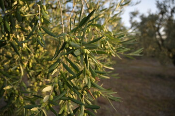 albero di olive in campagna