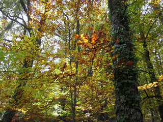 Fototapeta na wymiar Autumn leaves in the forest