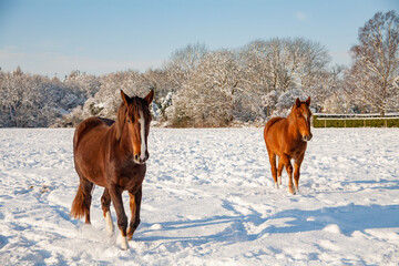Two horses in a snow covered field on a sunny winter's day