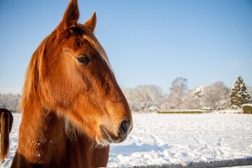 A horse in a snow covered field on a sunny winter's day