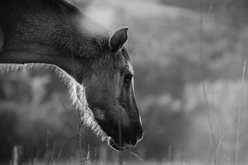 portrait of a horse in the sun