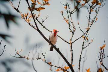 red cardinal on branch
