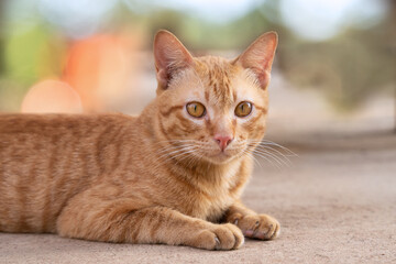 Cute yellow cat on ground and look at camera. 