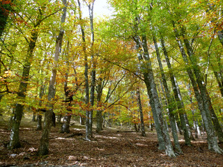 Fototapeta premium Colorful trees in autumn