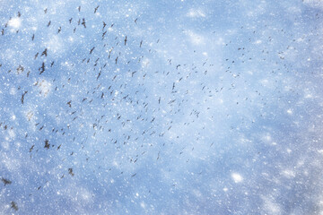 A huge flock of black ravensr