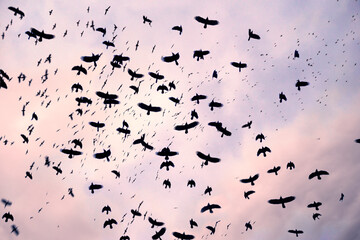 A huge flock of black ravensr