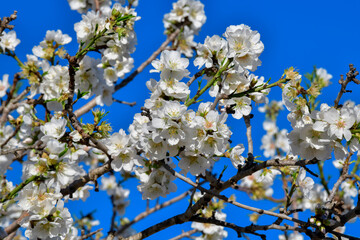 Almond blossom branch on a blue background