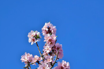 Almond blossom branch on a blue background