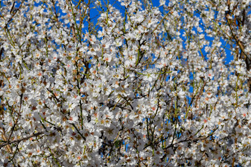 Blossoming almond flower against a blue sky