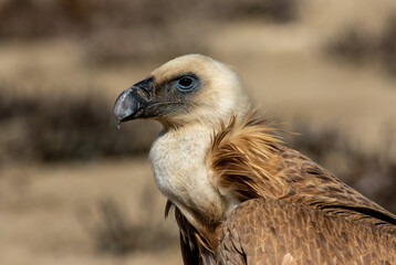 portrait of a  Griffon vulture