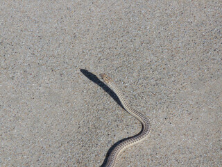 side winder snake in the desert