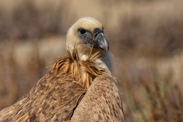  closeup of Griffon vulture