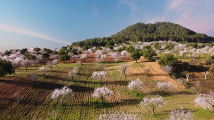 Almond trees blooming in Mallorca. Country landscape. 