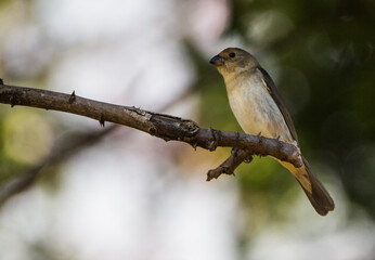 young Lined Seedeater on branch