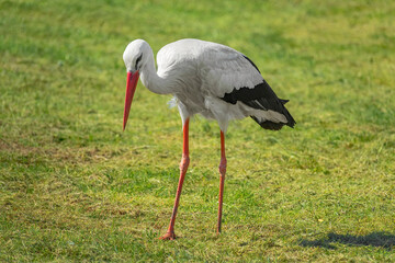 Storch ( Adebar ) auf der Wiese im Ostseebad Kühlungsborn