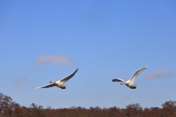 Fototapeta na wymiar Ptaki nad jeziorem zimą
