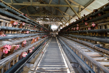 Fototapeta premium Group of healthy 'ayam kampung' in farm which produce eggs. Traditional chicken farm in Indonesia.