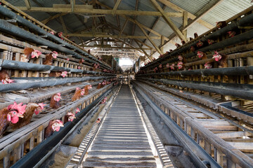 Group of healthy 'ayam kampung' in farm which produce eggs. Traditional chicken farm in Indonesia.