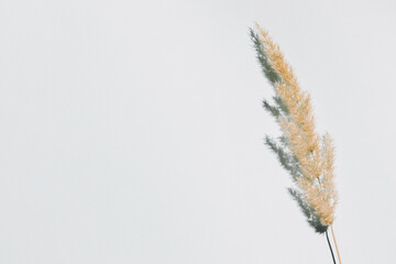 Pampas grass over pastel blue background with trendy shadow and sunlight.