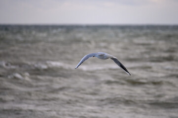 Möwe kämpft sich gegen den Wind an der Ostseeküste