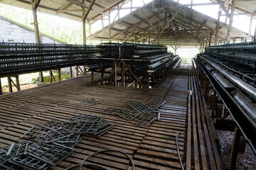 Group of healthy 'ayam kampung' in farm which produce eggs. Traditional chicken farm in Indonesia.