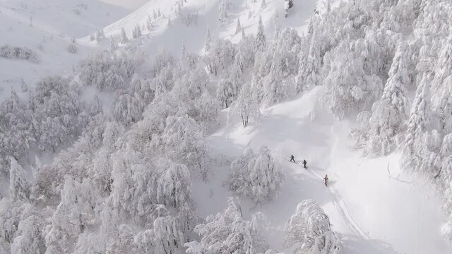 AERIAL: Three unrecognizable fit people explore the picturesque snow covered landscape during splitboarding trip. Flying above a group of tourists ski touring in untouched snowy mountains of Bohinj.