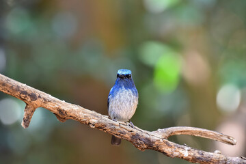 Hainan Blue Flycatcher at the national public park in Thailand